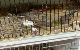 Finches birds for sale: Zebra finches male and female,male diamond dove - Image 5