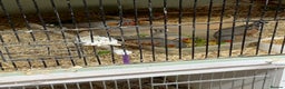 Finches birds for sale: Zebra finches male only and male diamond dove - Advert 5