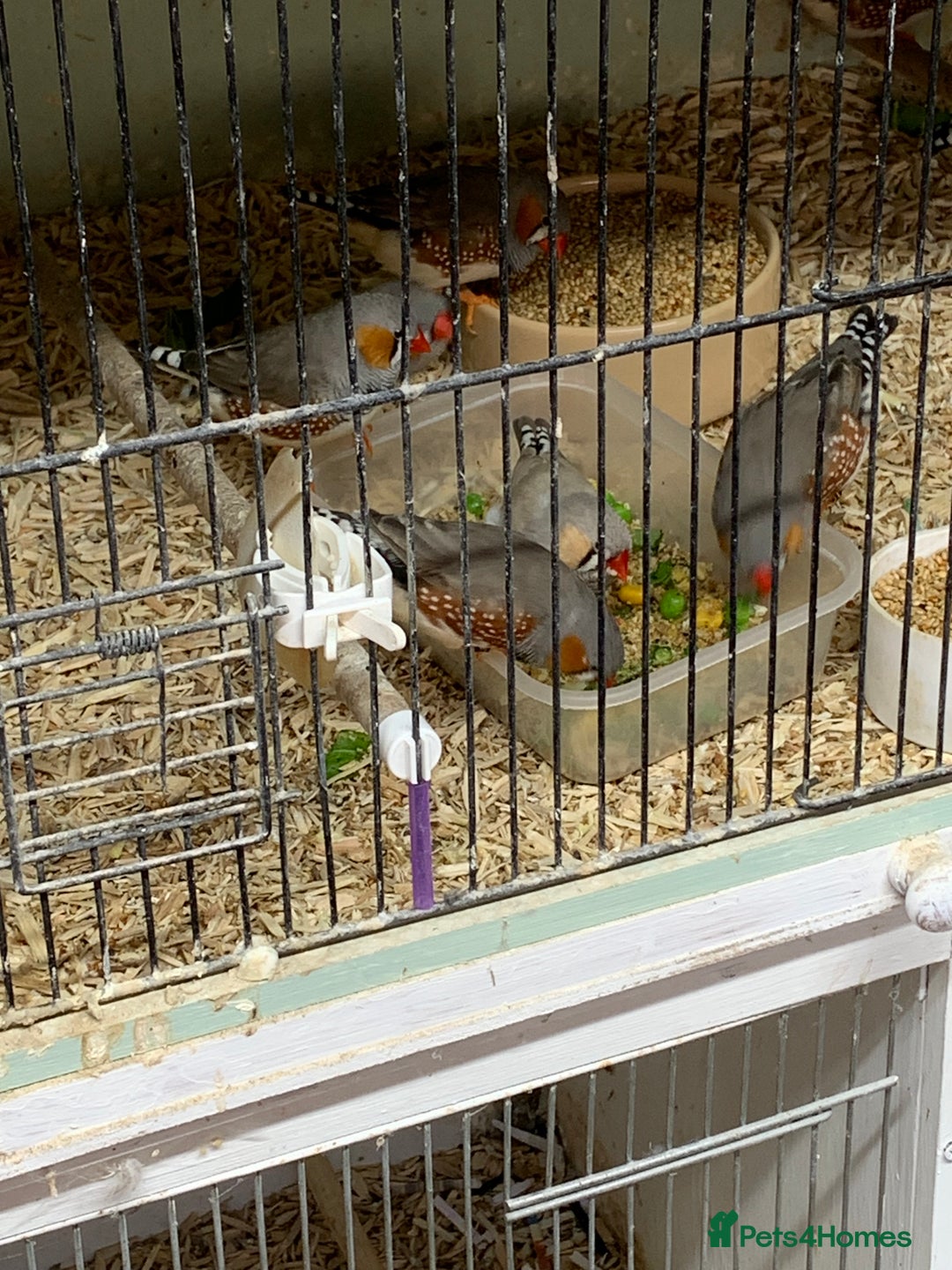 Finches birds for sale: Zebra finches male and female,male diamond dove - Image 5