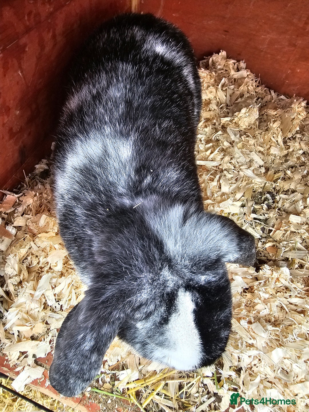 Mini Lop rabbits for sale: Mini lop buck 10 month old - Advert 5