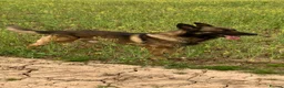 Belgian Shepherd Dog dogs for stud: German shepherd x malinois - Advert 1