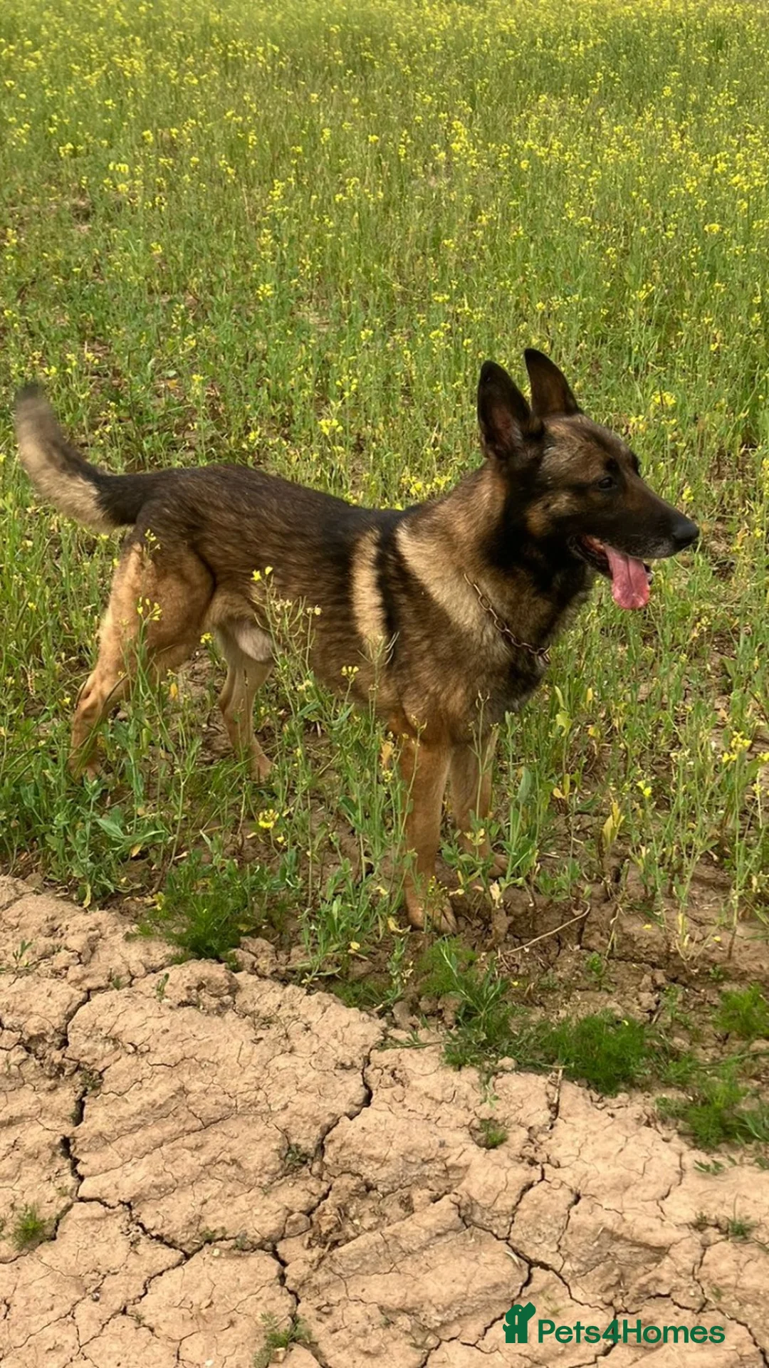 Belgian Shepherd Dog dogs for stud: German shepherd x malinois - Advert 1
