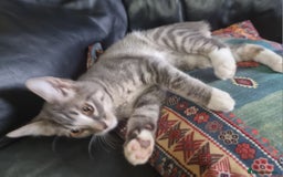Sphynx cats for sale: Grey/Lilac/Blue half Sphynx, tabby Kittens - Image 2