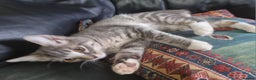 Sphynx cats for sale: Grey/Lilac/Blue half Sphynx, tabby Kittens - Advert 2