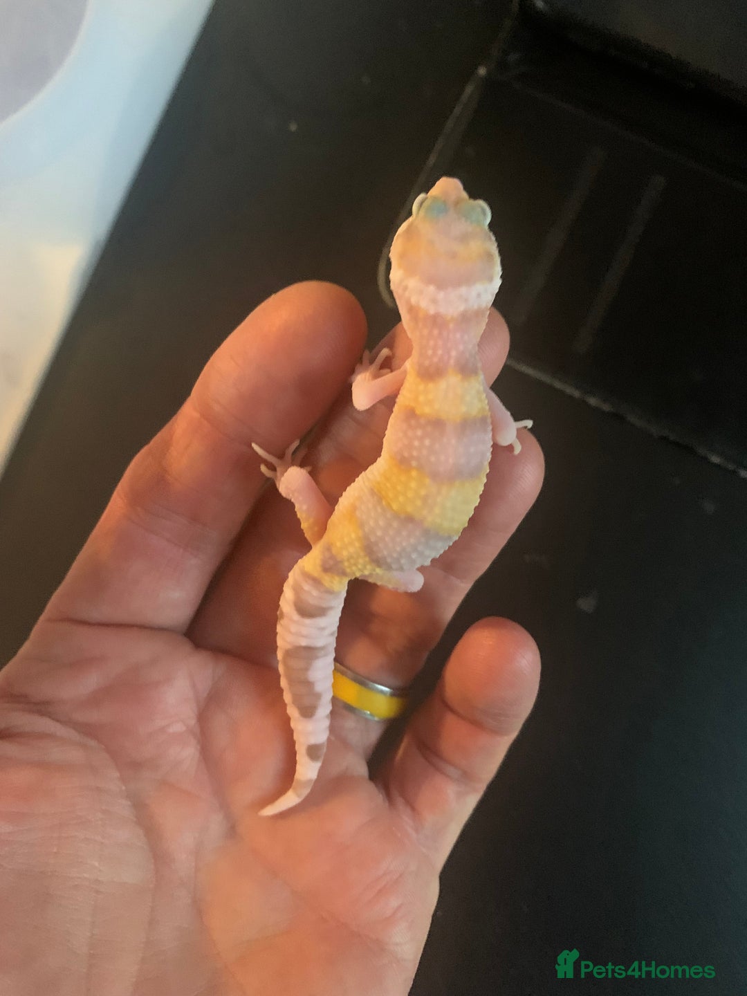 Leopard Gecko reptiles for sale: Leopard geckos cb25  - Advert 2