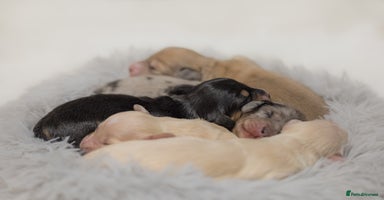 Miniature Dachshund dogs - Advert 2
