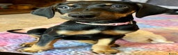Dobermann dogs for sale: KC health tested Doberman puppies - Advert 7