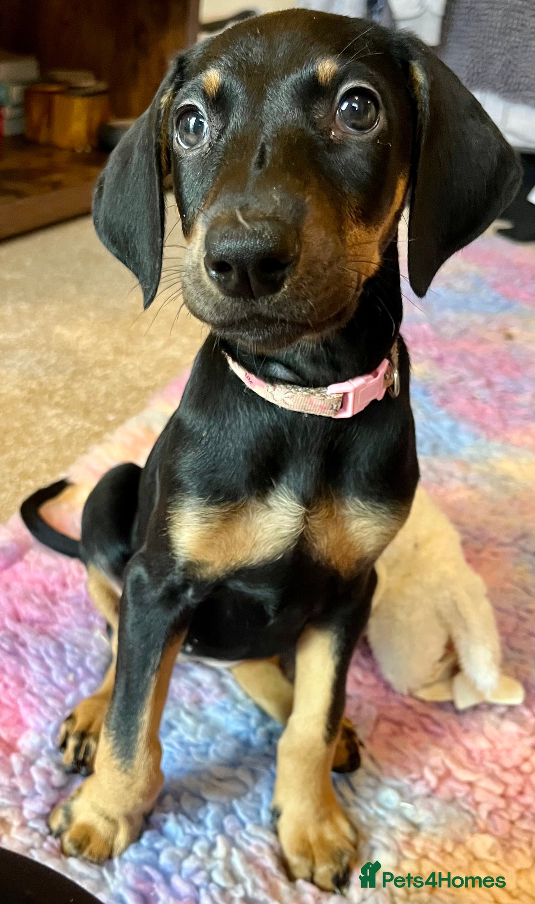 Dobermann dogs for sale: KC health tested Doberman puppies - Advert 7