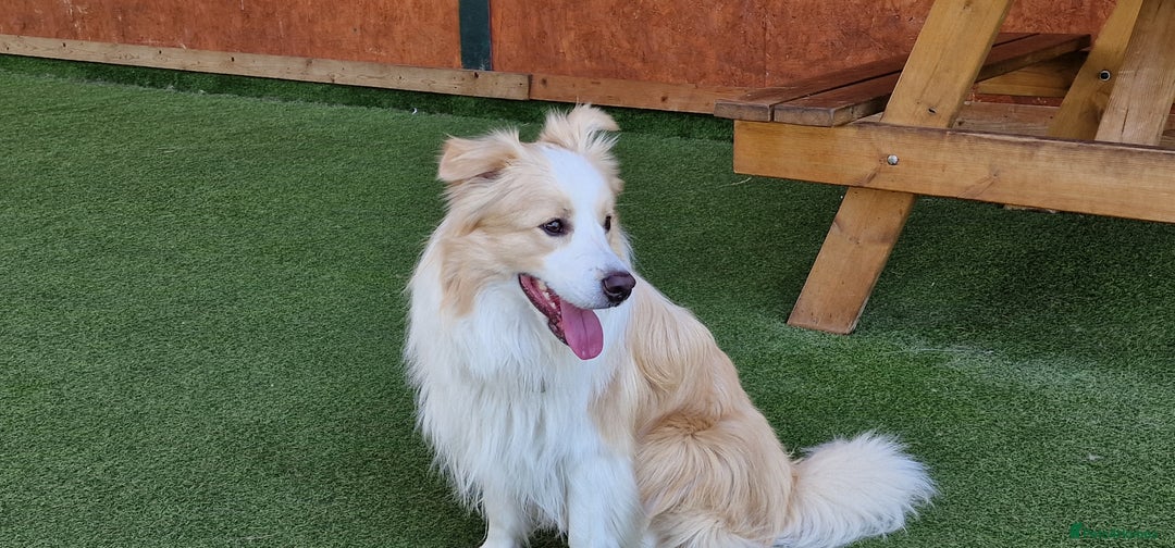Border Collie dogs for stud: Border Collie for Stud - Proven in Preston - Image 2