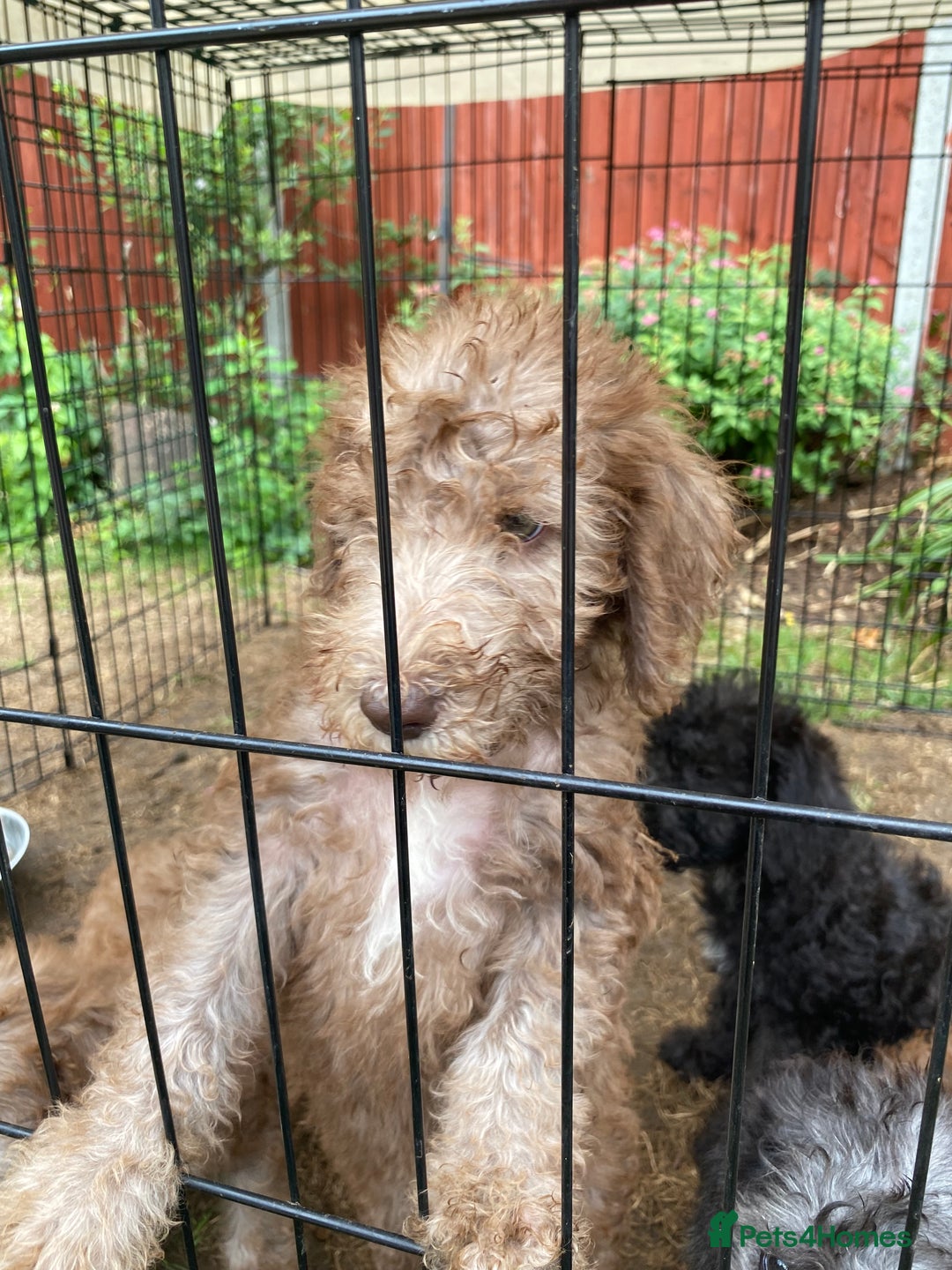 Bedlington Terrier dogs for sale: Bedlington Terrier puppies for sale in Hertford - Image 29