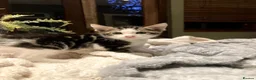 Mixed Breed cats for sale: New batch of Cuties in Basingstoke - Advert 36