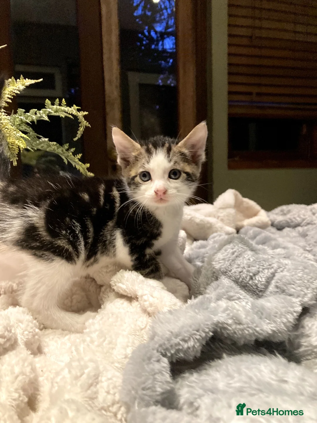 Mixed Breed cats for sale: New batch of Cuties in Basingstoke - Advert 36