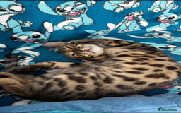 Bengal cats for sale: Kittens needing a VERY good home! - Image 2