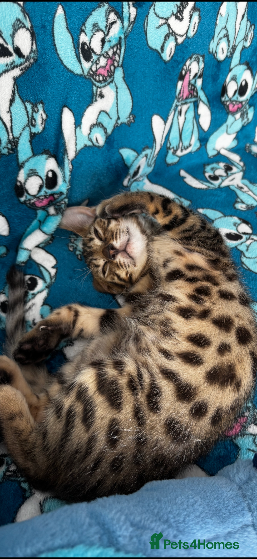 Bengal cats for sale: Kittens needing a VERY good home! - Image 2