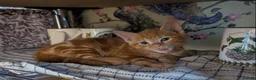 Domestic Shorthair cats for sale: 5 Ginger Kittens - Advert 7