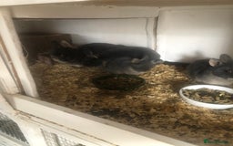 Netherland Dwarf rabbits for sale: Pedigree Netherland dwarf babys - Image 5