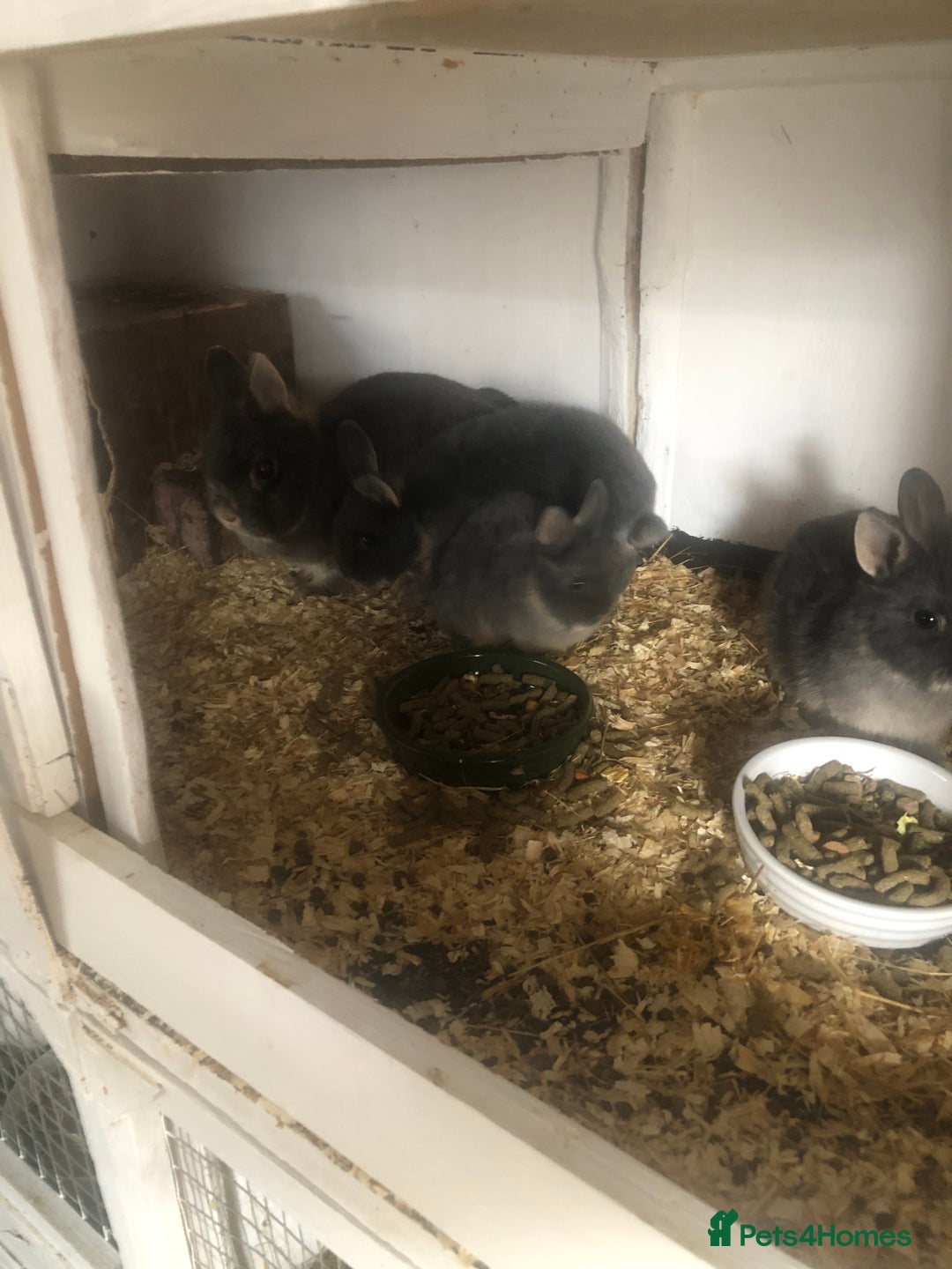 Netherland Dwarf rabbits for sale: Pedigree Netherland dwarf babys - Image 5