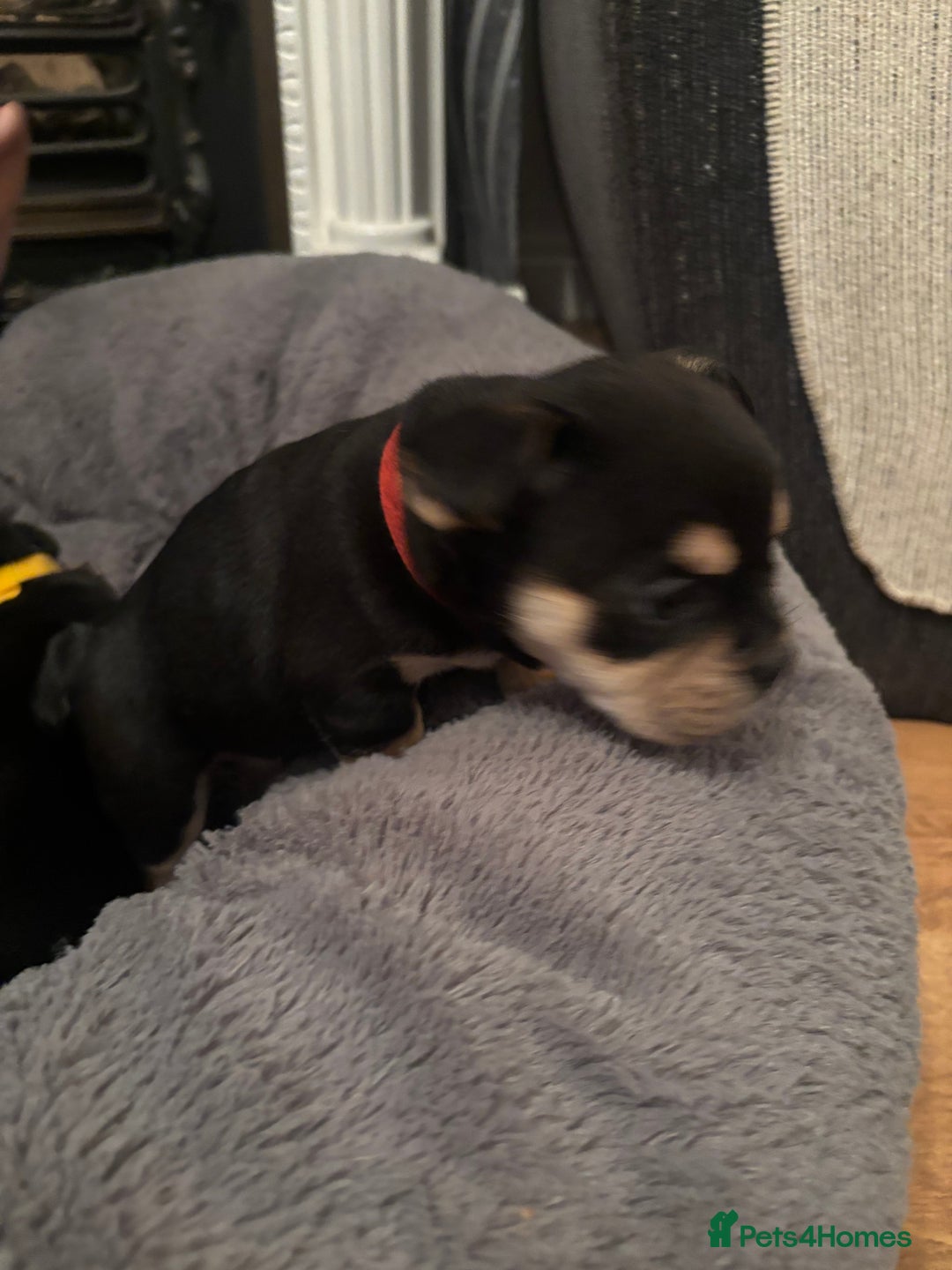 Mixed Breed dogs for sale: Beautiful puppies - Image 18