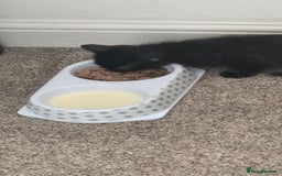 British Shorthair cats for sale: Kitten for sale cannot be seen with mother  - Image 4