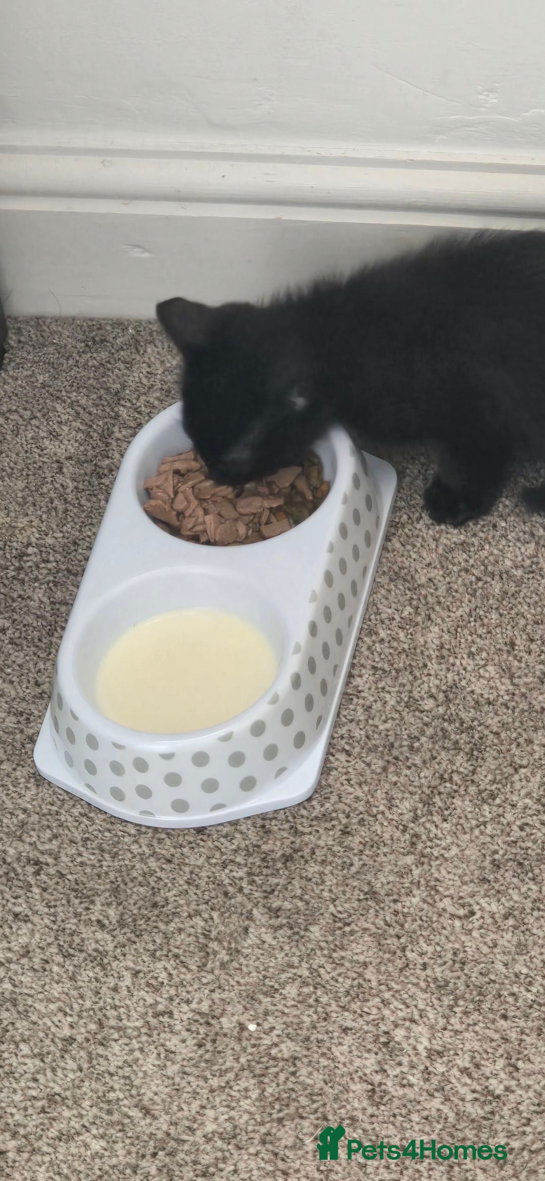 British Shorthair cats for sale: Kitten for sale cannot be seen with mother  - Image 4