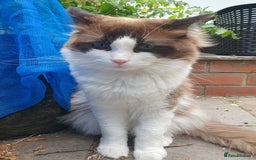 Ragdoll cats for stud: Blue Bicolour Ragdoll Male for Stud - Image 2