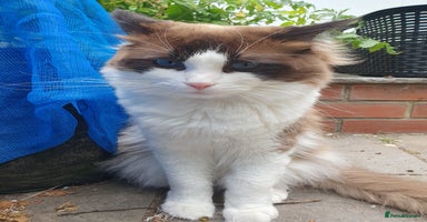 Ragdoll cats - Advert 4