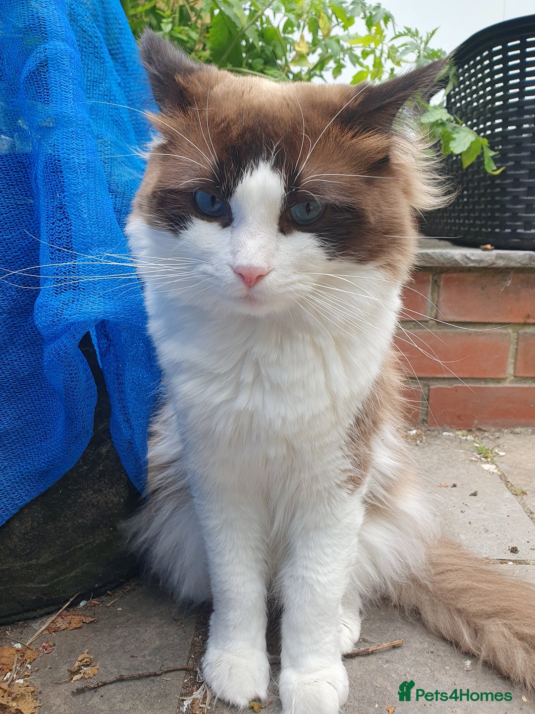 Ragdoll cats for stud: Blue Bicolour Ragdoll Male for Stud - Image 2