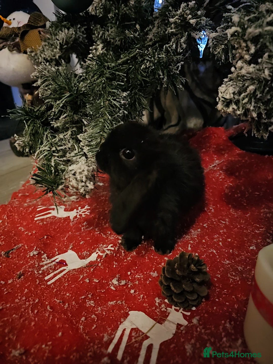 Mini Lop rabbits for sale: Mini lops - Advert 3