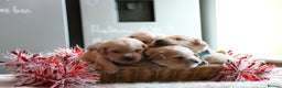 Golden Retriever dogs for sale: LITTLE BUNS - Advert 26