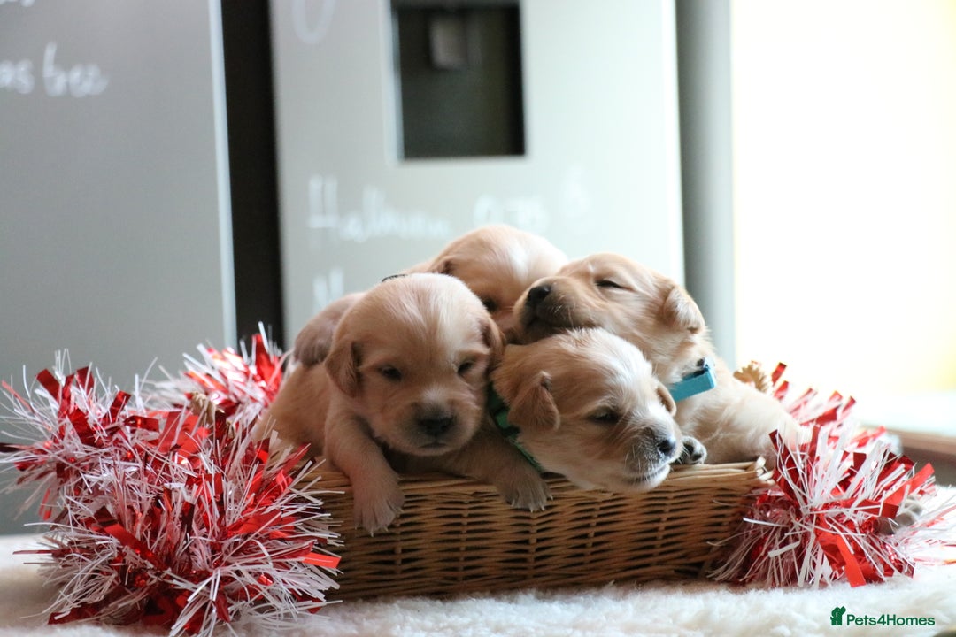 Golden Retriever dogs for sale: LITTLE BUNS - Advert 26