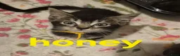 Mixed Breed cats for sale: Beautiful loved , healthy kitten's  in Bournemouth - Advert 10