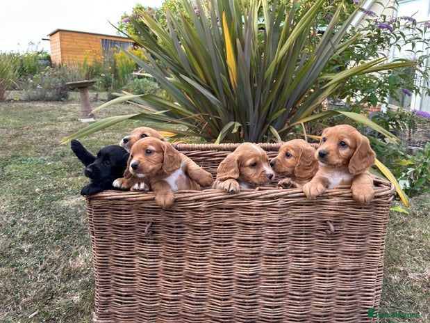 Cocker Spaniel dogs - Advert 9