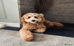 Mixed Breed dogs for sale: 18 month old, Family raised, Male Sheepadoodle - Image 5