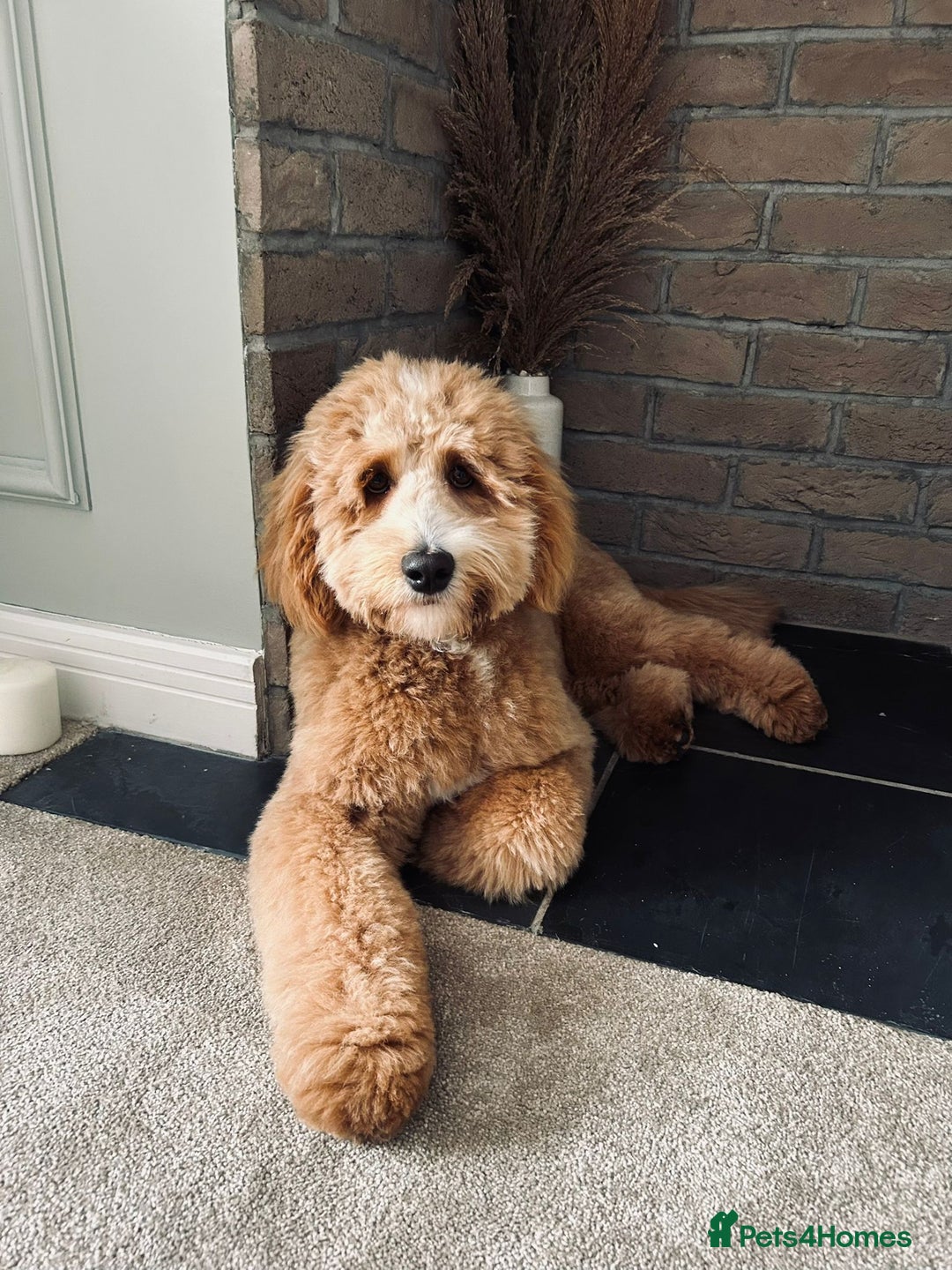 Mixed Breed dogs for sale: 18 month old, Family raised, Male Sheepadoodle - Image 5