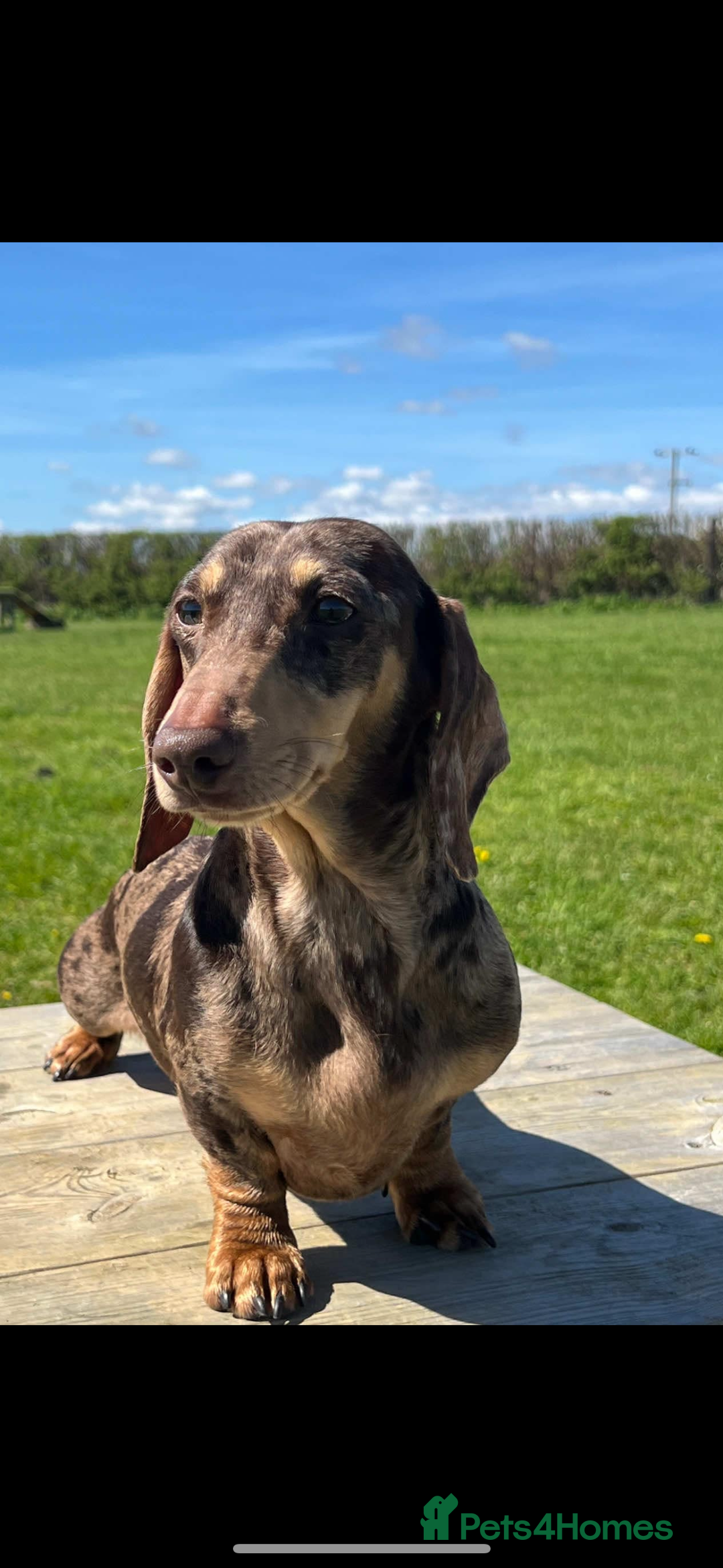 Miniature Dachshund dogs for sale: Kc miniature Dachshunds 2  girls  left  - Image 10