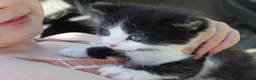 Mixed Breed cats for sale: 3 of the fluffiest, friendliest kittens for sale! - Advert 4