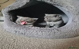 Mixed Breed cats for sale: Ragdoll cross kittens  - Image 5