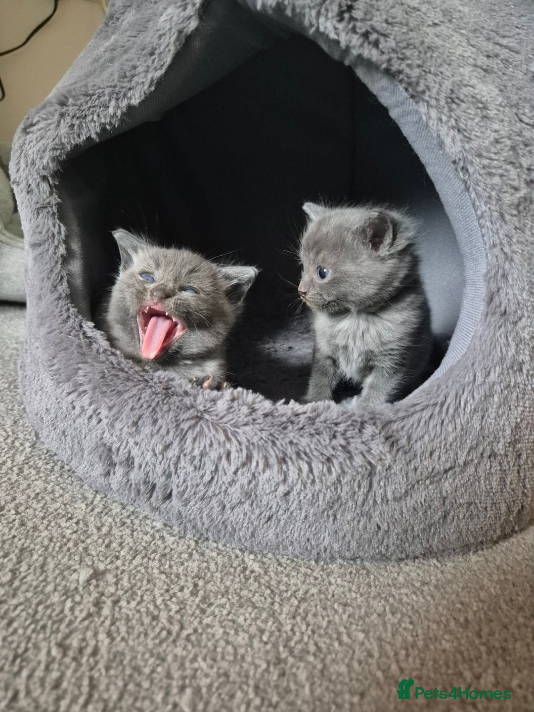 Mixed Breed cats for sale: Ragdoll cross kittens  - Image 5