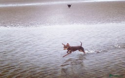 Miniature Pinscher dogs for sale: Chocolate & Tan miniature pincher for sale  in Preston - Image 4