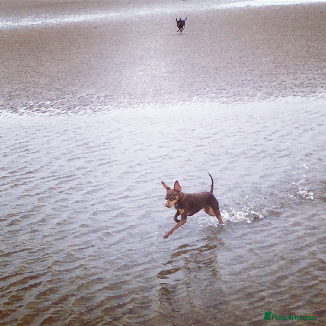 Miniature Pinscher dogs for sale: Chocolate & Tan miniature pincher for sale  in Preston - Image 4