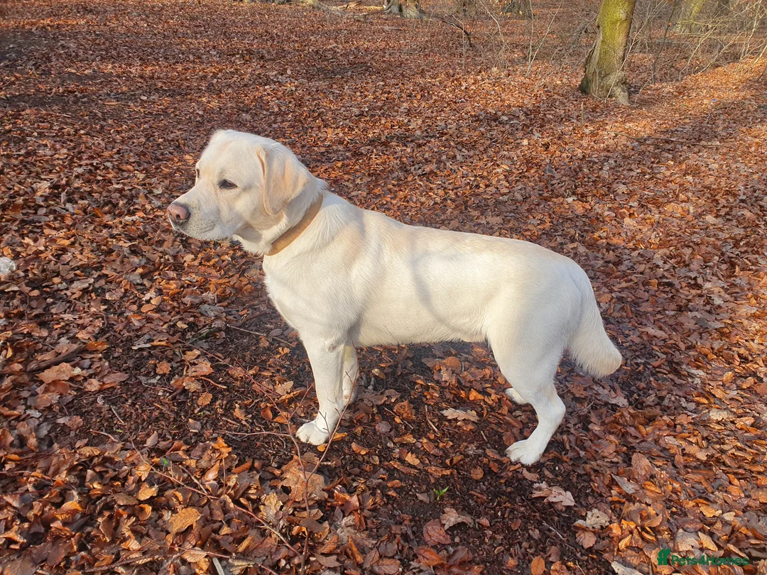Labrador Retriever dogs for stud: Stunning Labrador, Champion Lines, Discounted Fee in Huddersfield - Advert 7