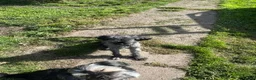 Mixed Breed dogs for sale: Chihuahua x Shih Tzu Boys—£350 Each Separate Homes - Advert 10