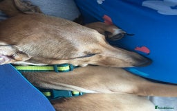 Lurcher dogs for sale: Loving 6Month Old Lurcher Puppy - Image 2