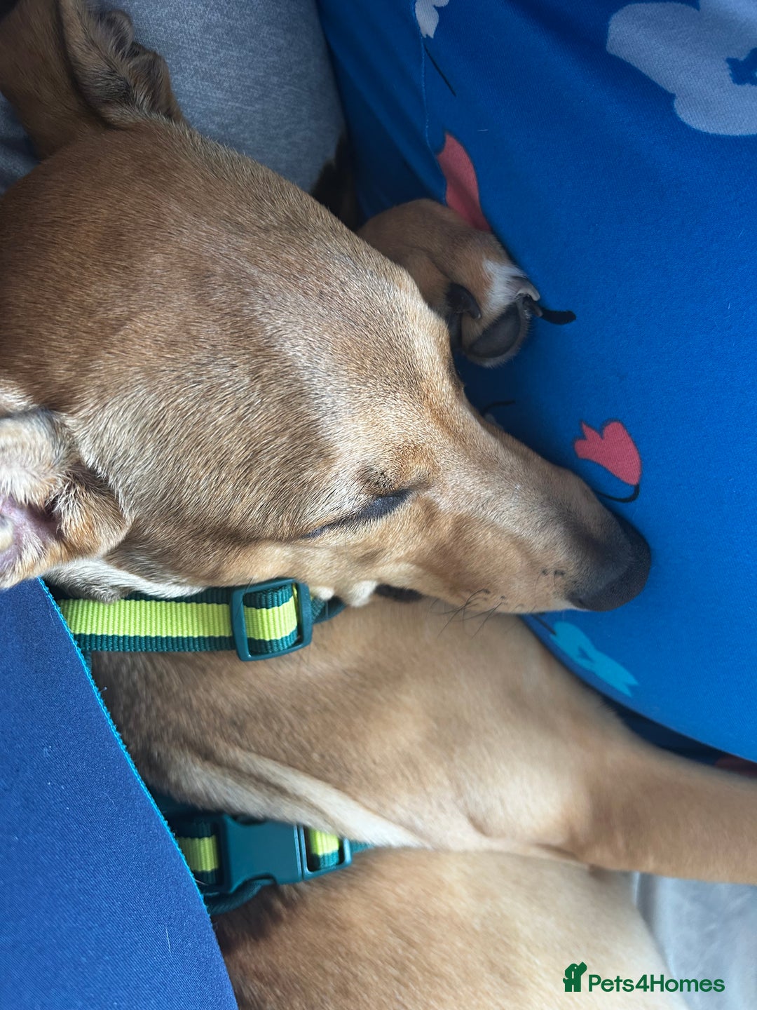 Lurcher dogs for sale: Loving 6Month Old Lurcher Puppy - Image 2