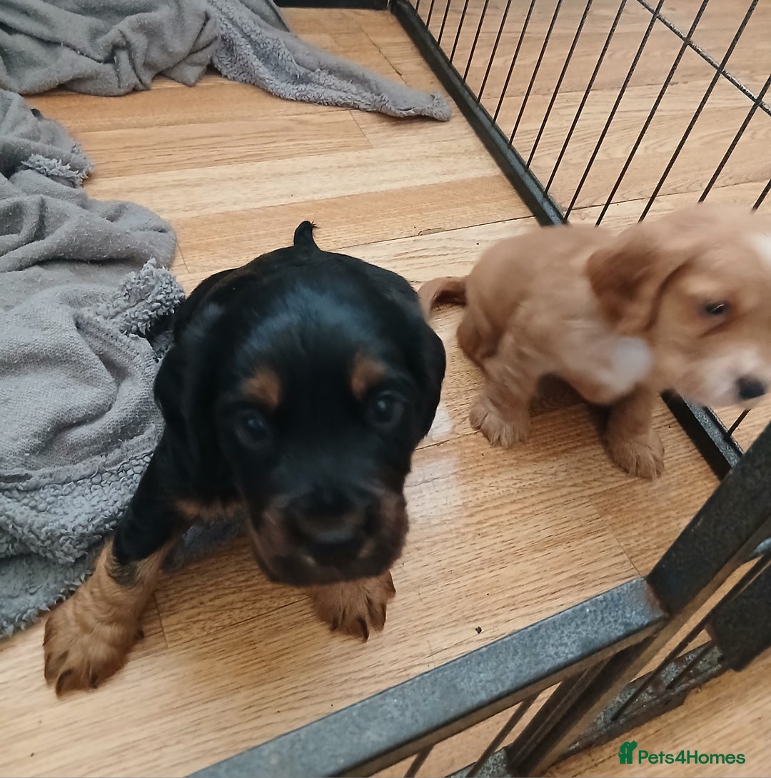 Cocker Spaniel dogs for sale: Cocker spaniel  - Advert 15