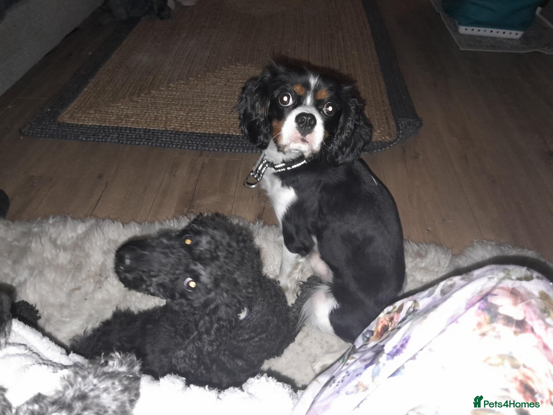 Cavalier King Charles Spaniel dogs Cavaliar king charles spaniel - Advert 1