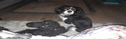 Cavalier King Charles Spaniel dogs for sale: Cavaliar king charles spaniel - Advert 1