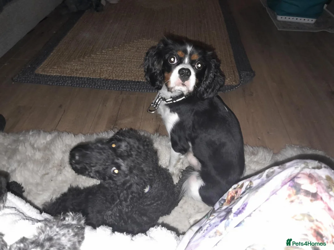Cavalier King Charles Spaniel dogs for sale: Cavaliar king charles spaniel - Advert 1