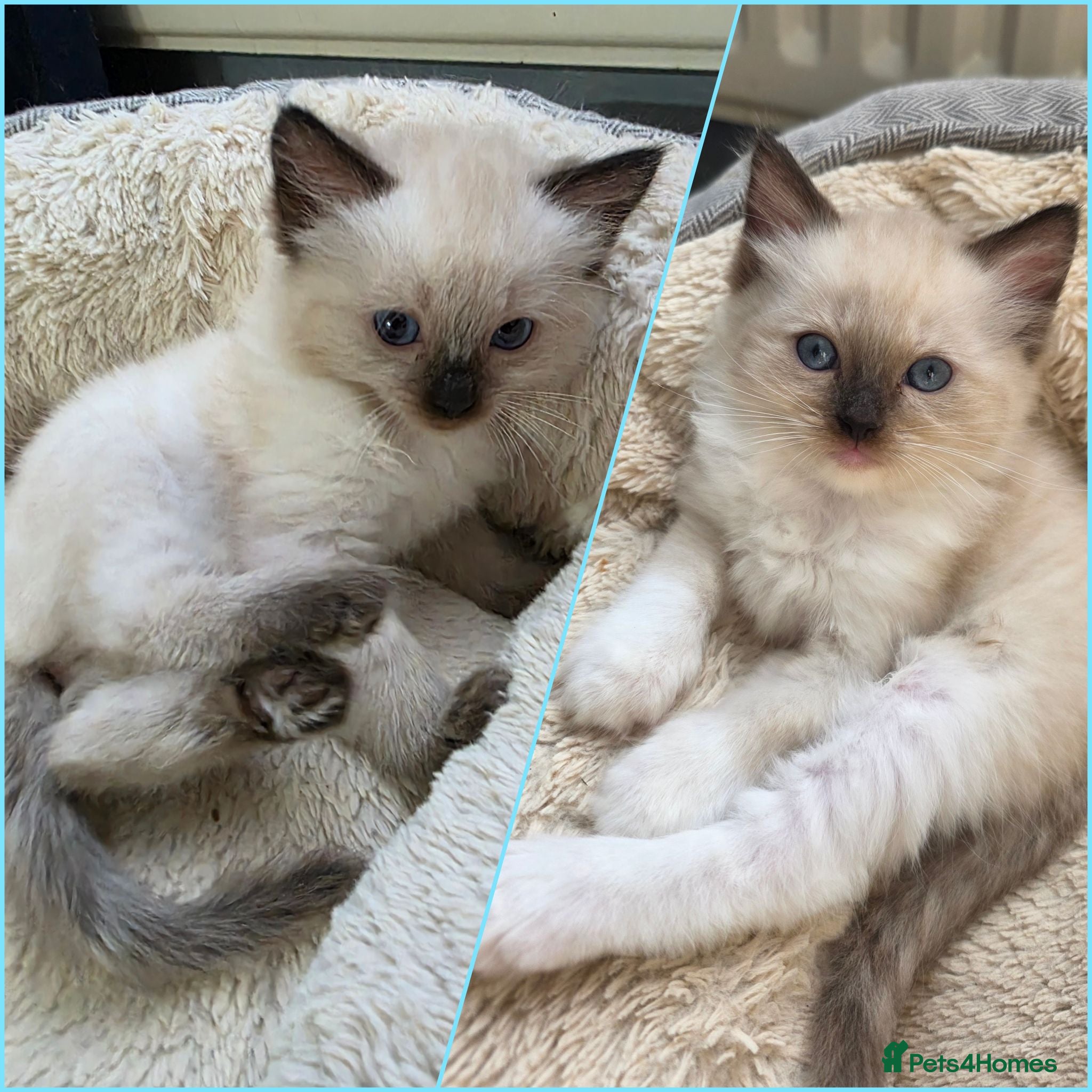 Ragdoll cats Pure Ragdolls kittens💎🐯😺 - Advert 1