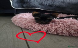 Yorkshire Terrier dogs for sale: Tiny gorgeous baby boys - Image 2